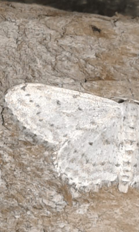 Geometridae : Idaea seriata? S